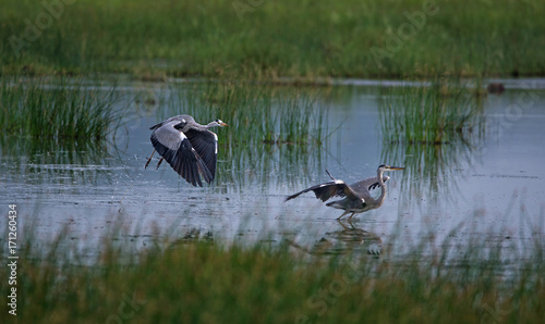 Grey Heron Birds Fight