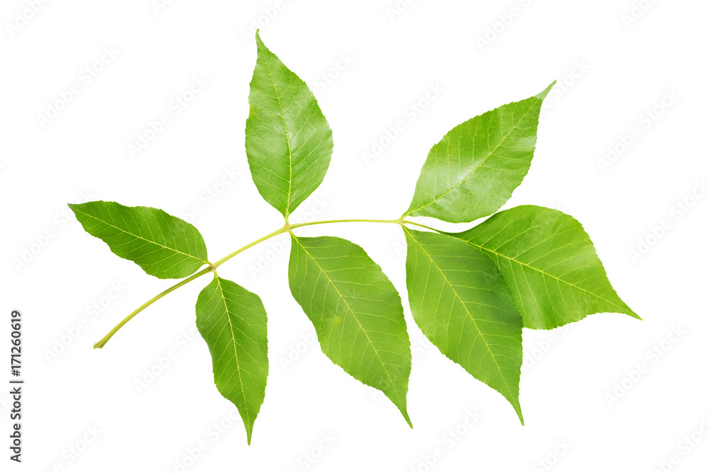 Green leaves on white background