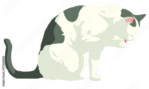 Illustrated cat licking the paw isolated on white background