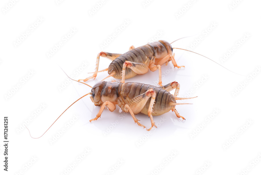 Gryllidae Gryllidae