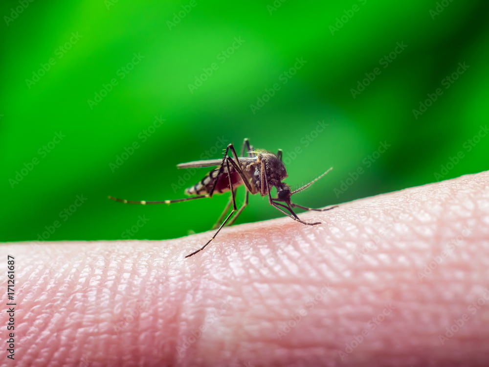 Malaria, Yellow Fever or Zika Virus Infected Mosquito Sting on Green Background Malaria, Yellow Fever or Zika Virus Infected Mosquito Sting on Green Background