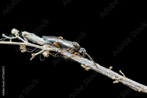 Tropical Fly Diptera Insect on Dark Background