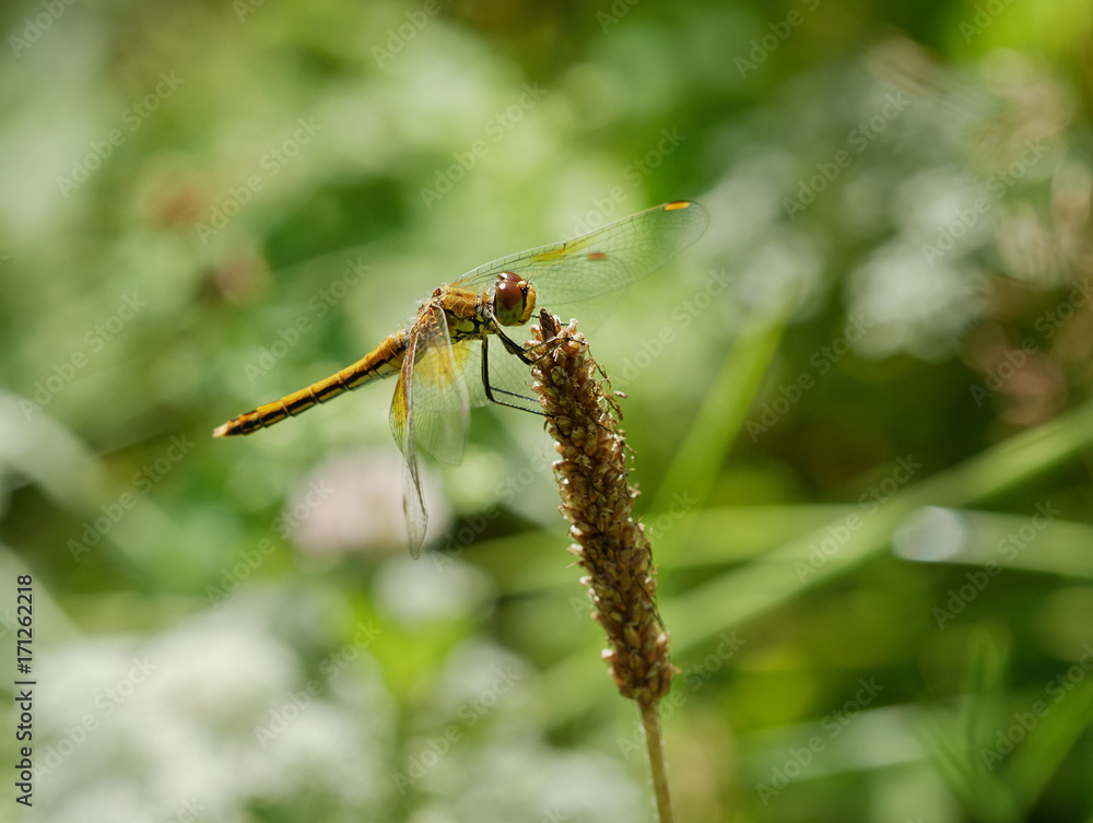 dragonfly is on a background of green grass dragonfly is on a background of green grass