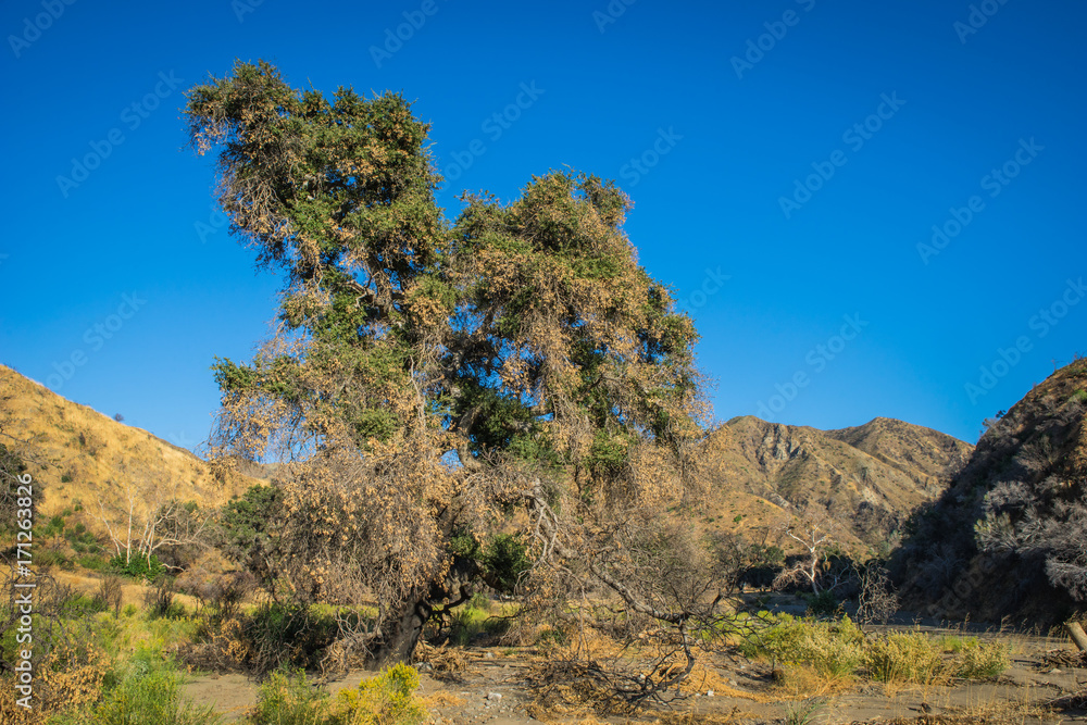 Oak Tree in Desert Wash inside California canyon hills.