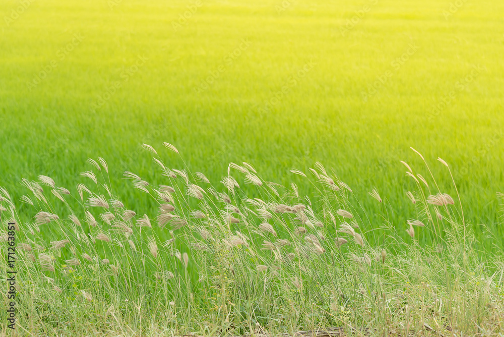 Grass flower beside the way.