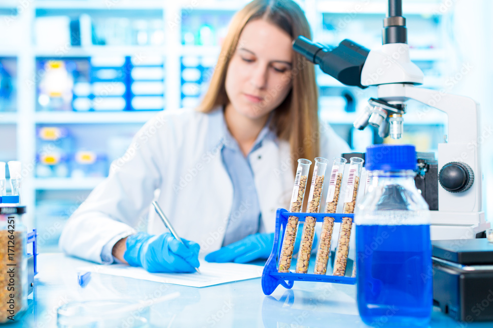 Fototapeta premium Selective and genetic work with seeds and grains in a scientific laboratory. Food quality control