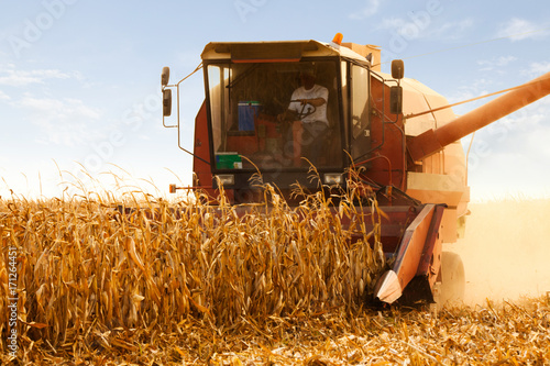 Combine Operator Harvesting Corn on the Field in Sunny Day