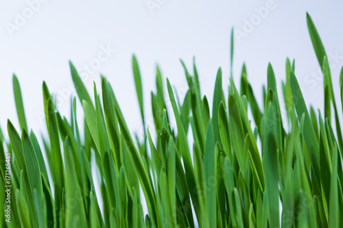 green grass on white background