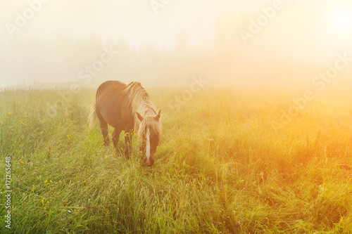 Beautiful horse in the mist at dawn in the mountains photo