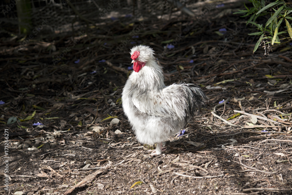Naklejka premium silkie chicken