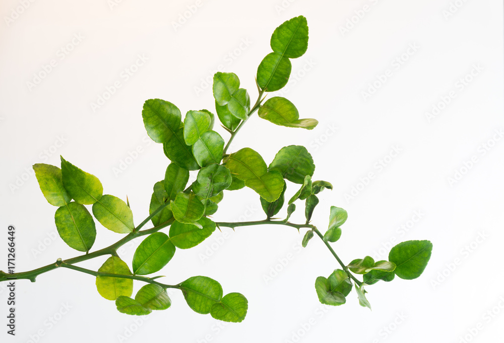 Branches of the Bergamot tree On a white background, no shadows Branches of the Bergamot tree On a white background, no shadows