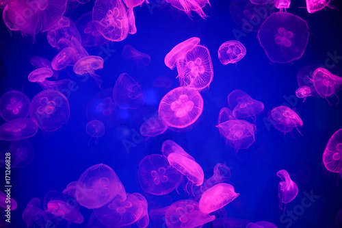Jellyfish