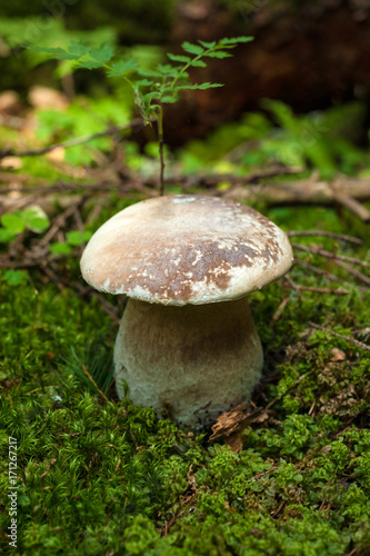 One Eatable porcini on the green moss in the autumn forest. Boletus edulis mushroom grows on the forest floor in autumn season.