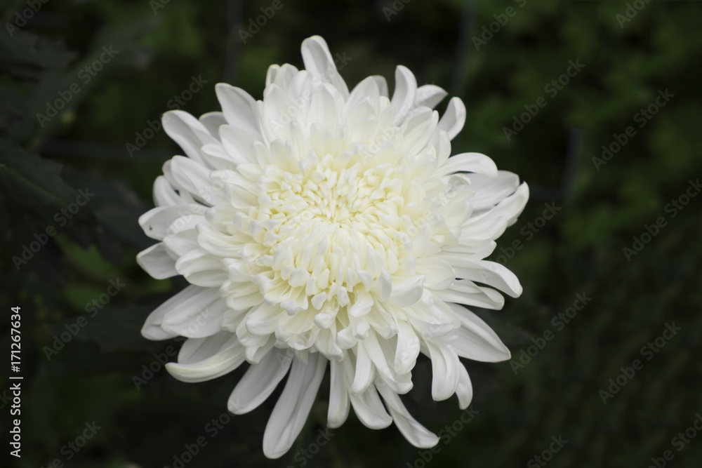 Close up of white chrysanthemum in the garden.