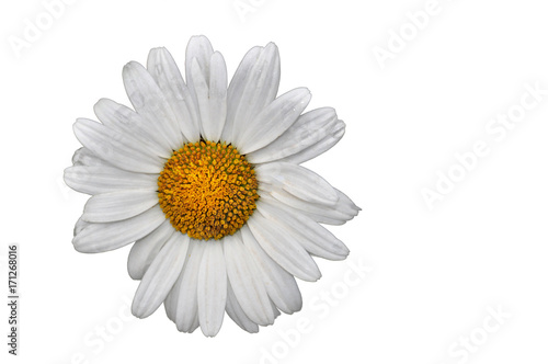 White daisy flowers on white background  close up