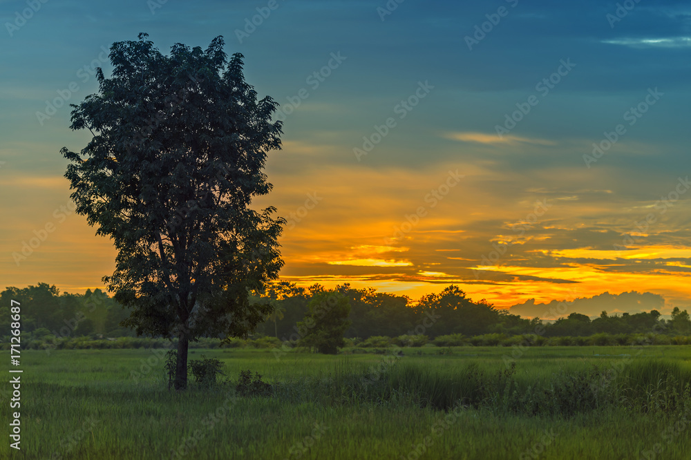 Silhouette big tree in rice field,countryside Thailand