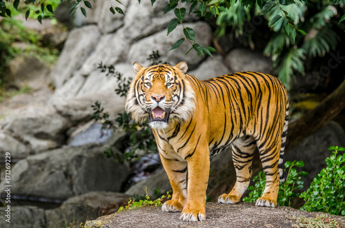 Fototapeta Naklejka Na Ścianę i Meble -  Sumatran tiger standing on the rock and facing the camera.