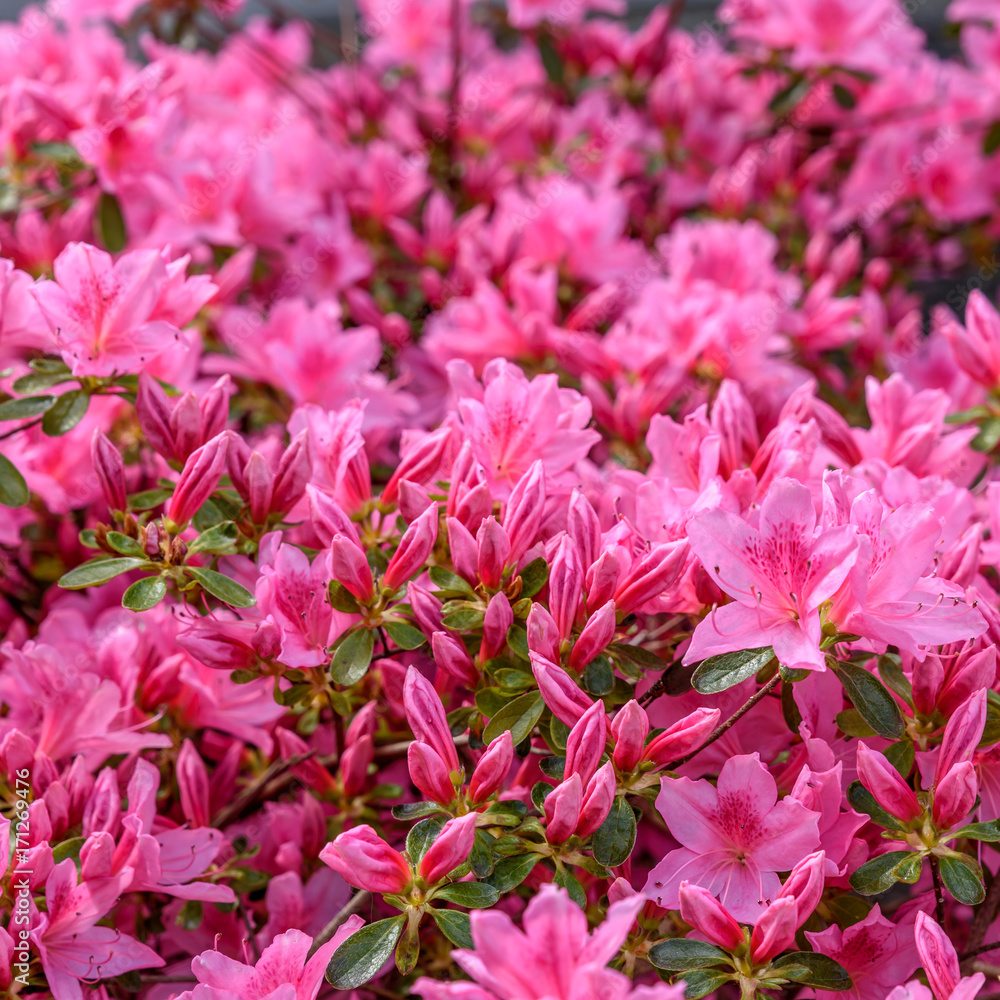Pinker Rhododendron