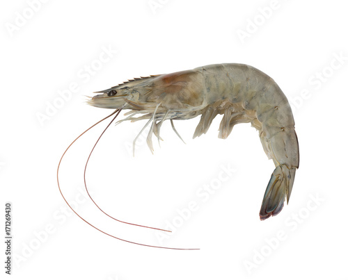 Shrimp.  Isolated on white background. (with clipping path)