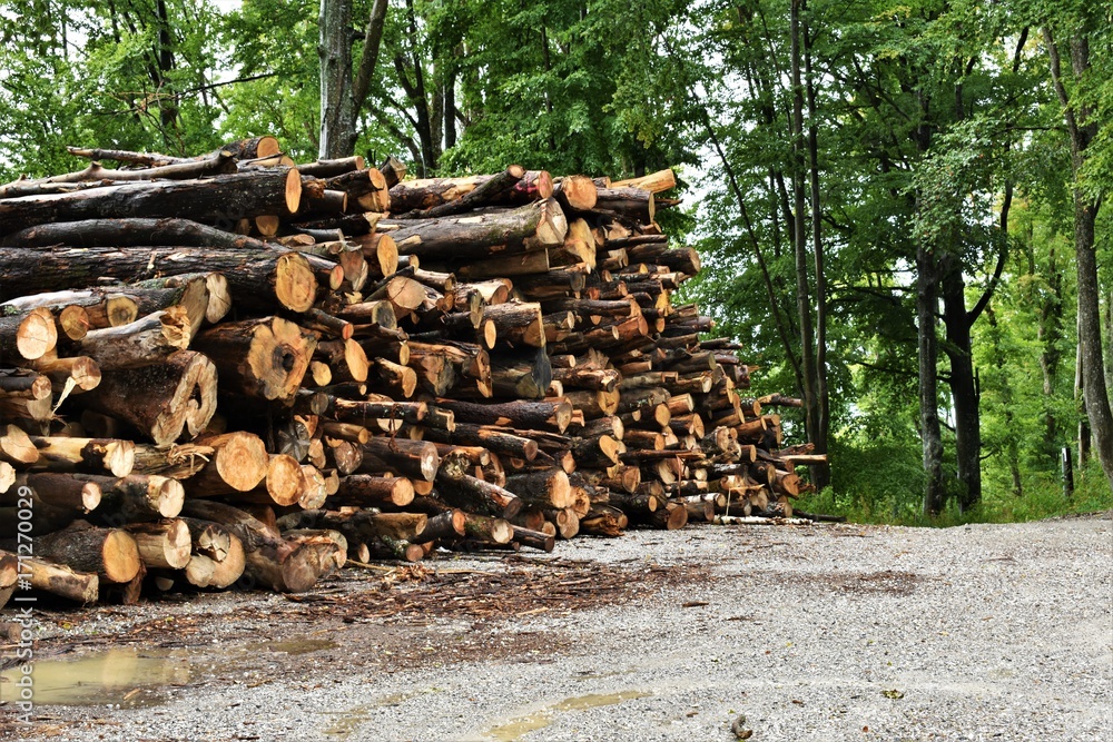 Stacked pile of logs in the forrest Stacked pile of logs in the forrest