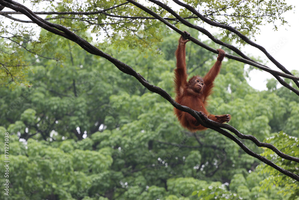 Fototapeta premium orangutan in Singapore zoo