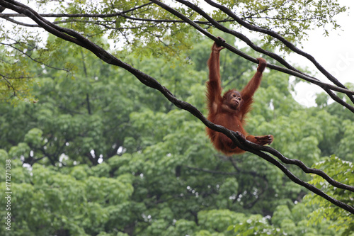 orangutan in Singapore zoo