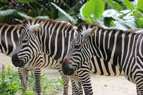 Zebras at the zoo