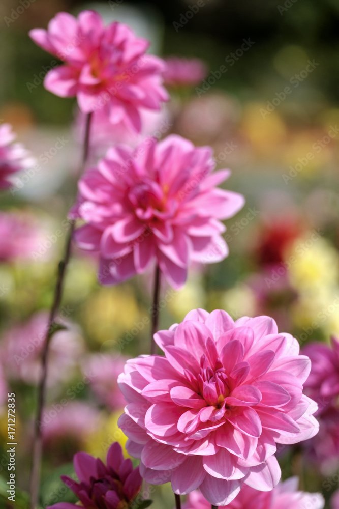Dahlien (Dahlia) Dahlien (Dahlia)