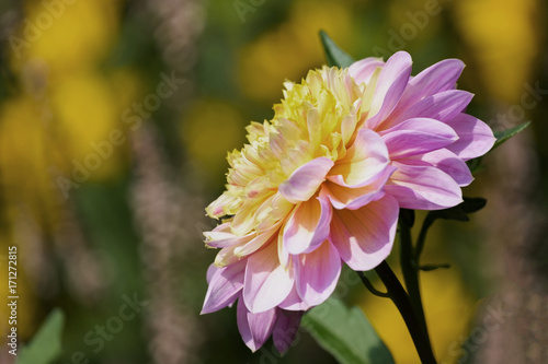 Fototapeta Naklejka Na Ścianę i Meble -  Dahlie (Dahlia)