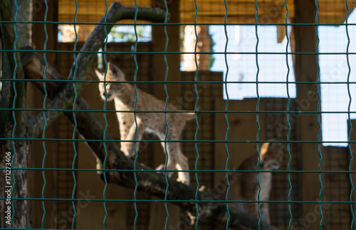 Lynx cub in cage