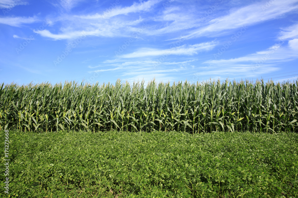 Obraz premium The corn in the field