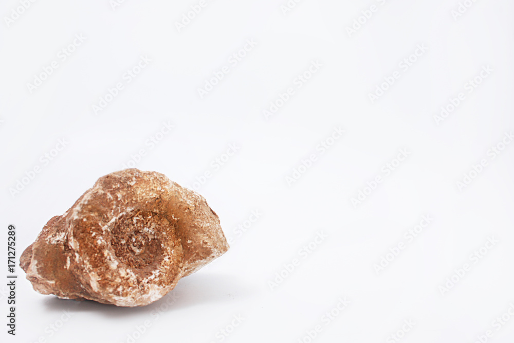 Sea stone with seashell