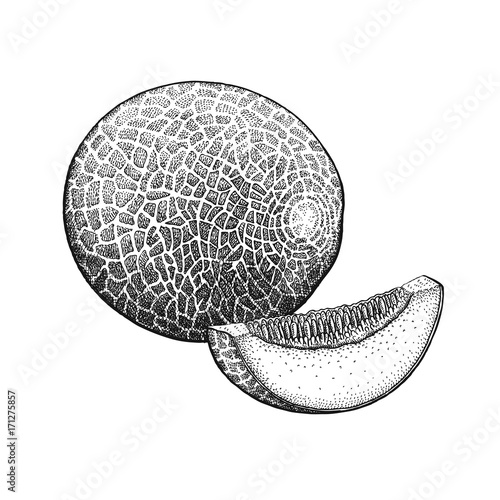 Vintage engraving Cantaloupe.