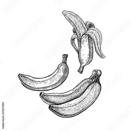 Vintage engraving banana.