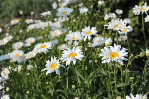 tender summer Chamomiles in nature