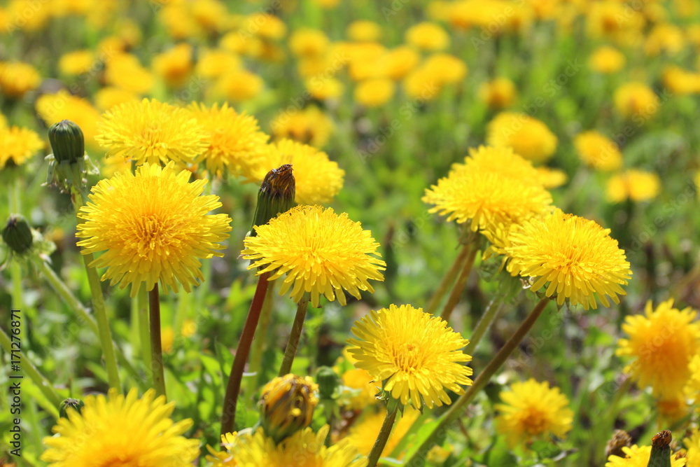 Tender spring dandelions on a green field Tender spring dandelions on a green field