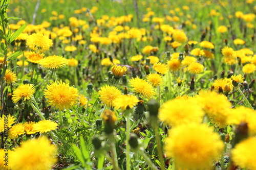 Tender spring dandelions on a green field