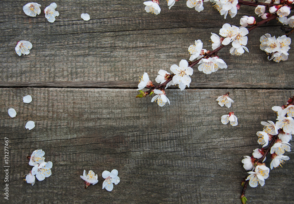 Spring apricot blossom Spring apricot blossom