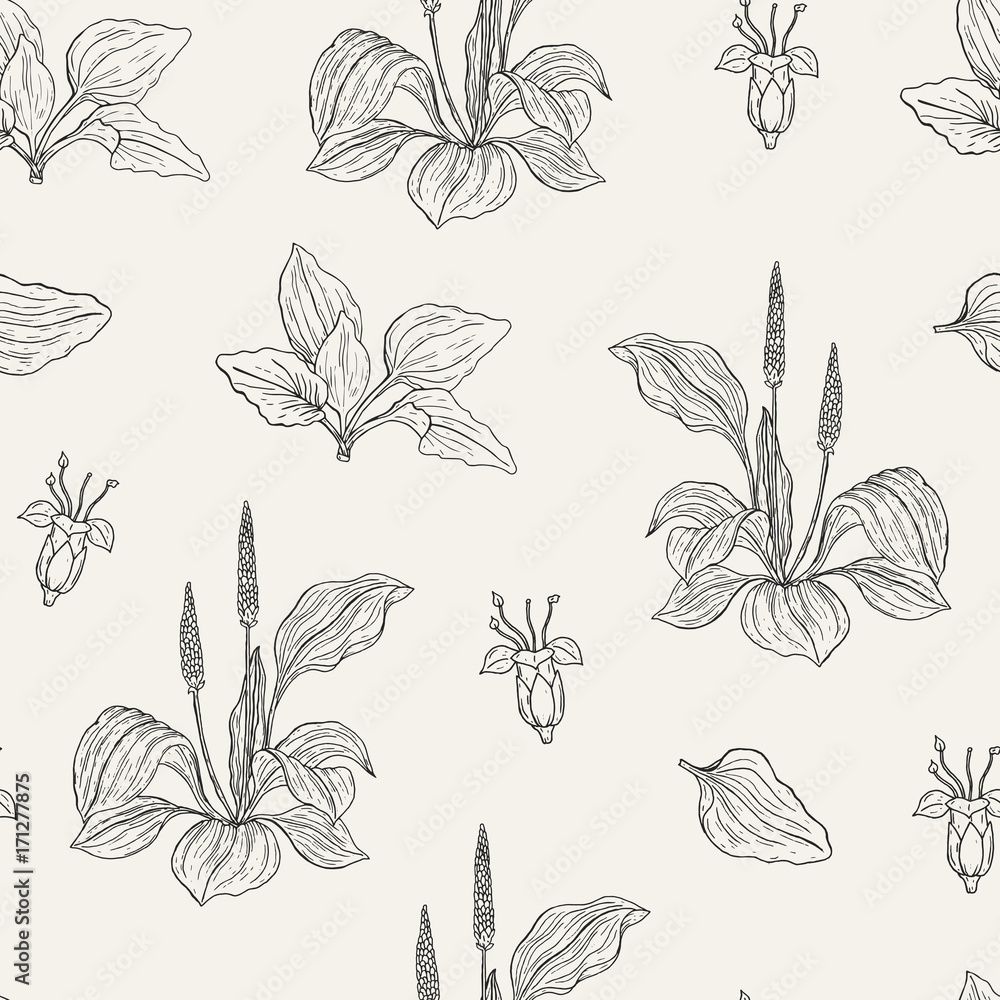 Natural seamless pattern with flowering plantains. Medicinal herbaceous plant with flowers and leaves hand drawn with contour lines. Monochrome vector illustration for textile print, wrapping paper.