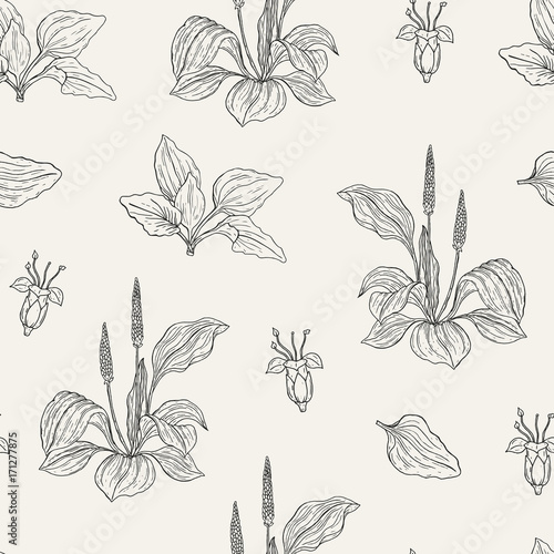 Natural seamless pattern with flowering plantains. Medicinal herbaceous plant with flowers and leaves hand drawn with contour lines. Monochrome vector illustration for textile print  wrapping paper.