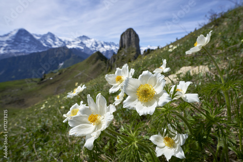 Alpen-Anemonen auf der Schynigen Platte in den Berner Alpen mit Eiger im Hintergrund