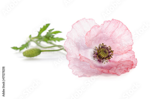 Fototapeta Naklejka Na Ścianę i Meble -  pink poppy on white background
