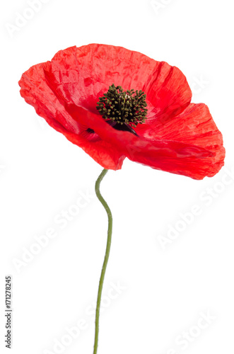 Fototapeta Naklejka Na Ścianę i Meble -  Single poppy isolated on white background.