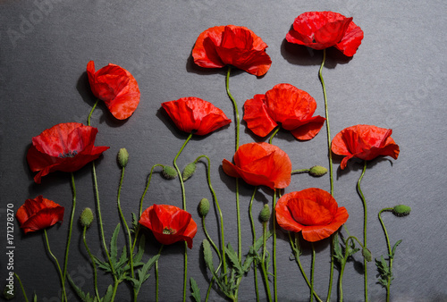 Red poppies on gray background