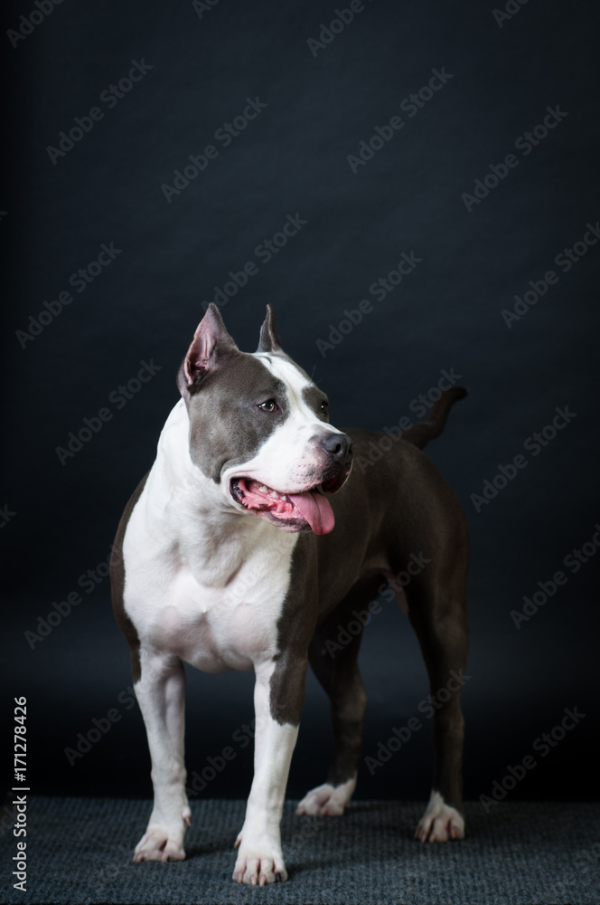 Staffordshire terrier potrait on black background at studio Staffordshire terrier potrait on black background at studio