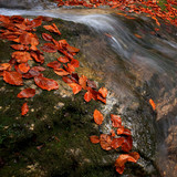 Autumn leaves on a rocky bank of the stream
