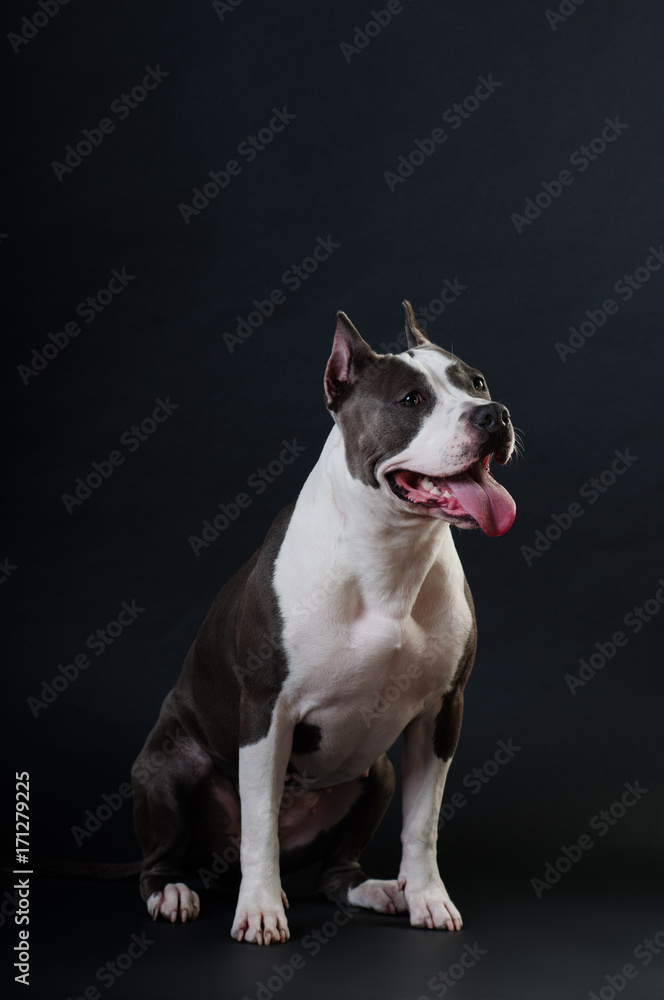 Staffordshire terrier potrait on black background at studio