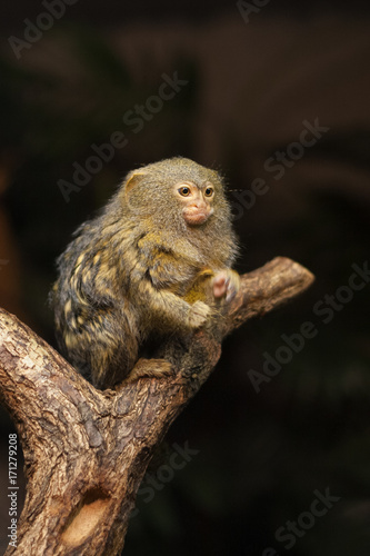 Small monkey pygmy marmoset - Cebuella pygmaea sitting on a tree.