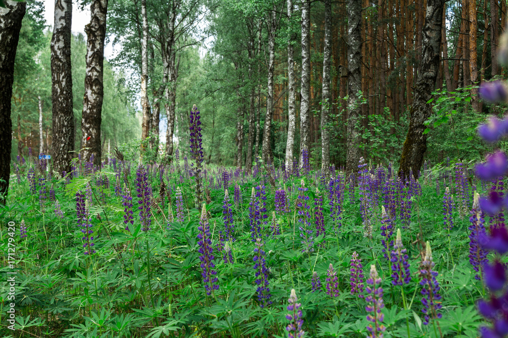 Fototapeta premium lupine flowers