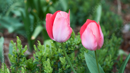 tulpen